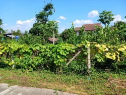 43555.jpg - การสำรวจที่ดินและสิ่งปลูกสร้าง  ในเขตเทศบาลตำบลสันป่าตอง เพื่อใช้ในการประเมินภาษีที่ดินและสิ่งปลูกสร้าง ประจำปี พ.ศ. 2567 | https://www.sanpatong.go.th