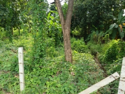 47742.jpg - การสำรวจที่ดินและสิ่งปลูกสร้าง  ในเขตเทศบาลตำบลสันป่าตอง เพื่อใช้ในการประเมินภาษีที่ดินและสิ่งปลูกสร้าง ประจำปี พ.ศ. 2567 | https://www.sanpatong.go.th