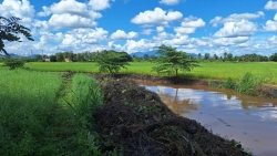 18.jpg - เทศบาลตำบลสันป่าตอง ร่วมกับ องค์การบริหารส่วนจังหวัดเชียงใหม่ ได้ร่วมทำกิจกรรมกำจัดผักตบชวาและวัชพืชในแหล่งน้ำสาธารณะ  | https://www.sanpatong.go.th