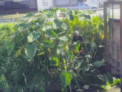 35971.jpg - กองช่าง เทศบาลตำบลสันป่าตอง ได้นำรถรถตักหน้าขุดหลัง ทำความสะอาดกำจัดผักตบชวาและวัชพืชในแหล่งน้ำสาธารณะภายในเขตเทศบาลตำบลสันป่าตอง ในวันที่ 17 พฤศจิกายน 2568 | https://www.sanpatong.go.th