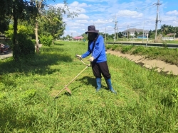 35986.jpg - งานสวนสาธารณะ กองช่าง ได้ดำเนินการทำความสะอาดกำจัดวัชพืช สวนสาธารณะภายในบริเวณเขตเทศบาลตำบลสันป่าตอง | https://www.sanpatong.go.th