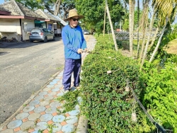 36442.jpg - งานสวนสาธารณะ กองช่าง ได้ดำเนินการทำความสะอาดกำจัดวัชพืช สวนสาธารณะบริเวณกาดสลีบัวตอง และบริเวณตรงข้ามศาลเจ้าสลีบัวตอง | https://www.sanpatong.go.th