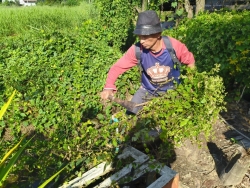 36447.jpg - งานสวนสาธารณะ กองช่าง ได้ดำเนินการทำความสะอาดกำจัดวัชพืช สวนสาธารณะบริเวณกาดสลีบัวตอง และบริเวณตรงข้ามศาลเจ้าสลีบัวตอง | https://www.sanpatong.go.th