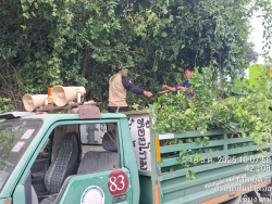 33813.jpg - งานป้องกันและบรรเทาสาธารณภัยร่วมงานกองสาธารณสุข ร่วมกันตัดกิ่งไม้ที่ยื่นกีดขวามการจราจร เพื่อเป็นการลดอุบัติเหตุ | https://www.sanpatong.go.th
