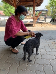 โครงการรณรงค์ป้องกันโรคพิษสุนัขบ้า ประจำปี 2563 ภาพที่ 2 | https://www.sanpatong.go.th