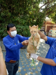 โครงการรณรงค์ป้องกันโรคพิษสุนัขบ้า ประจำปี 2563 ภาพที่ 13 | https://www.sanpatong.go.th
