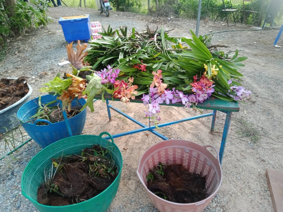 เทศบาลตำบลสันป่าตอง จัดกิจกรรมโครงการวันรักต้นไม้ประจำปีของชาติ พ.ศ.2565 ภาพที่ 5 | https://www.sanpatong.go.th