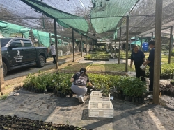 S__97001479.jpg - เทศบาลตำบลสันป่าตอง พร้อมกับฝ่ายแผนงานและงบประมาณ เดินทางมารับกล้าไม้ และพืชสมุนไพรที่ห้วยฮ่องไคร้  อำเภอดอยสะเก็ด | https://www.sanpatong.go.th