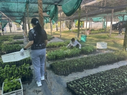 S__97001482.jpg - เทศบาลตำบลสันป่าตอง พร้อมกับฝ่ายแผนงานและงบประมาณ เดินทางมารับกล้าไม้ และพืชสมุนไพรที่ห้วยฮ่องไคร้  อำเภอดอยสะเก็ด | https://www.sanpatong.go.th