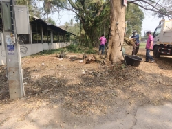 43801.jpg - เทศบาลตำบลสันป่าตอง ได้ร่วมกับกองช่าง ได้ดำเนินการทำความสะอาด เก็บกวาดใบไม้ บริเวณโรงฆ่าสัตว์ | https://www.sanpatong.go.th