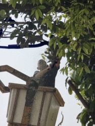 52361.jpg - เทศบาลตำบลสันป่าตอง ร่วมกับงานงานป้องกันและบรรเทาสารณภัยร่วมกับกองช่างตัดแต่งกิ่งไม้วัดกลางทุ่ง  | https://www.sanpatong.go.th