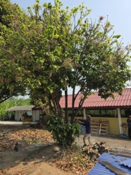 52369.jpg - เทศบาลตำบลสันป่าตอง ร่วมกับงานงานป้องกันและบรรเทาสารณภัยร่วมกับกองช่างตัดแต่งกิ่งไม้วัดกลางทุ่ง  | https://www.sanpatong.go.th