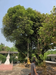 52370.jpg - เทศบาลตำบลสันป่าตอง ร่วมกับงานงานป้องกันและบรรเทาสารณภัยร่วมกับกองช่างตัดแต่งกิ่งไม้วัดกลางทุ่ง  | https://www.sanpatong.go.th