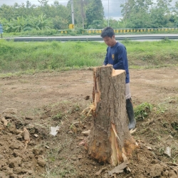 S__32325696.jpg - เทศบาลตำบลสันป่าตอง ร่วมกับ งานป้องกันและบรรเทาสาธารณภัย สำนักปลัดเทศบาล ร่วมกับกองช่าง ดำเนินการตัดกิ่งไม้ ตอไม้  | https://www.sanpatong.go.th
