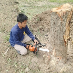 S__32325697.jpg - เทศบาลตำบลสันป่าตอง ร่วมกับ งานป้องกันและบรรเทาสาธารณภัย สำนักปลัดเทศบาล ร่วมกับกองช่าง ดำเนินการตัดกิ่งไม้ ตอไม้  | https://www.sanpatong.go.th