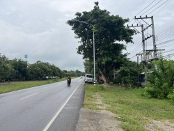 เทศบาลตำบลสันป่าตองร่วมกับกองช่าง ได้ดำเนินการตัดแต่งกิ่งไม้ บริเวณถนนริมทางคลองชลประทาน บ้านไร่ ทั้งนี้ เพื่อ ความปลอดภัย ให้ผู้ที่สัญจรไปมา ได้รับความสะดวก ปลอดภัยในการเดินทาง ภาพที่ 7 | https://www.sanpatong.go.th