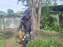 เทศบาลตำบลสันป่าตองร่วมกับกองช่าง  ได้ดำเนินการ ตัดแต่งกิ่งไม้  กำจัดวัชพืช ทำความสะอาดบริเวณพื้นที่สวนสาธารณะ ริมคลองชลประทานตัดแต่งกิ่งไม้  กำจัดวัชพืช ทำความสะอาดบริเวณพื้นที่สวนสาธารณะ ริมคลองชลประทาน ภาพที่ 4 | https://www.sanpatong.go.th